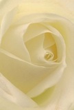 Drawn into the delicate embrace of a white rose, this image evokes the gentle artistry that flourishes within Pentonville's vibrant community. The petals spiral gracefully, embracing tones of velvety cream and soft gold, their edges catching the light while inward shadows add a hushed depth. The atmosphere radiates tranquility, reminiscent of early mornings spent wandering the neighbourhood's leafy avenues or choosing blooms from stalls near Chapel Market. There's a quiet emotional power here: each layer speaks to the thoughtful care of florists who service Pentonville and the nearby Kings Cross area. Meant for those seeking to convey admiration, sympathy, or mark a heartfelt new beginning, this rose offers a sense of sacred calm-its barely-there fragrance a promise of comfort for anyone receiving such a bouquet. Every detail, from the smooth petal curves to the luminous quality of the flower's core, reflects both the skill and the sincerity that define local floral craftsmanship, offering a tender bridge between image and emotion in the heart of Pentonville.